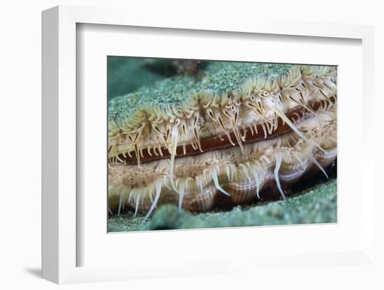 Giant Scallop (Pecten Maximus) Close Up Detail-Sue Daly-Framed Photographic Print