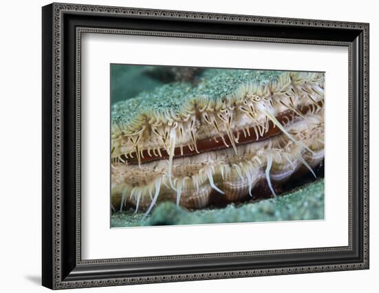 Giant Scallop (Pecten Maximus) Close Up Detail-Sue Daly-Framed Photographic Print