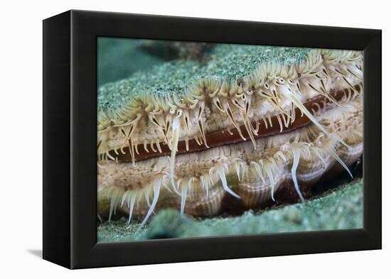 Giant Scallop (Pecten Maximus) Close Up Detail-Sue Daly-Framed Premier Image Canvas