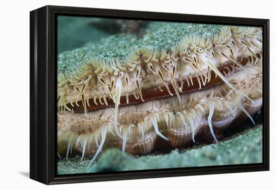 Giant Scallop (Pecten Maximus) Close Up Detail-Sue Daly-Framed Premier Image Canvas