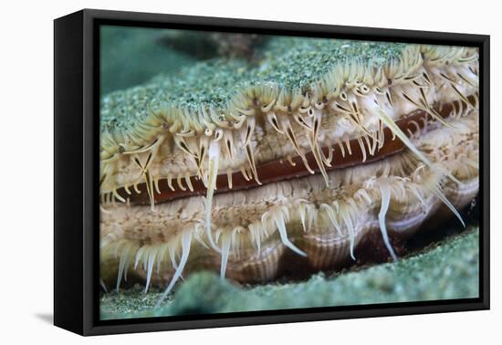 Giant Scallop (Pecten Maximus) Close Up Detail-Sue Daly-Framed Premier Image Canvas