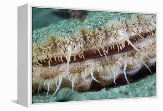 Giant Scallop (Pecten Maximus) Close Up Detail-Sue Daly-Framed Premier Image Canvas