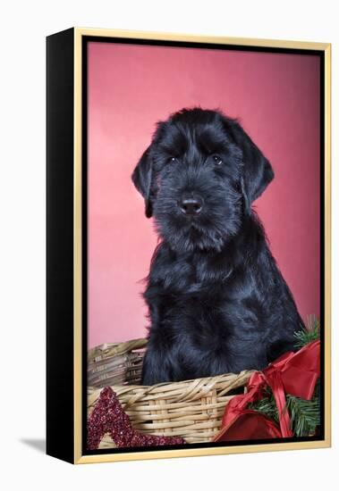 Giant Schnauzer in Christmas Basket-null-Framed Premier Image Canvas