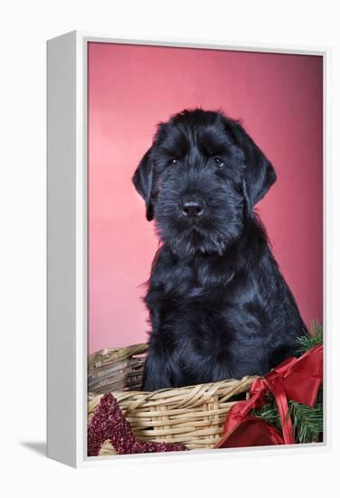 Giant Schnauzer in Christmas Basket-null-Framed Premier Image Canvas