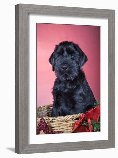 Giant Schnauzer in Christmas Basket-null-Framed Photographic Print