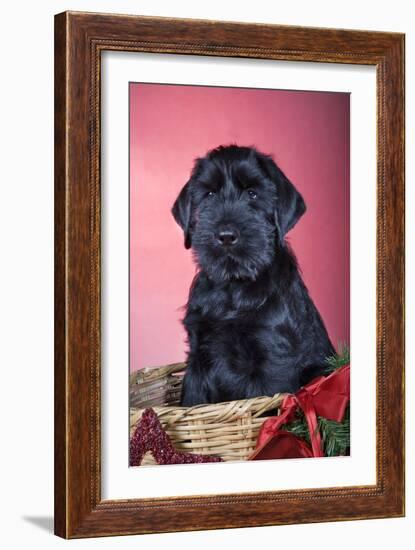 Giant Schnauzer in Christmas Basket-null-Framed Photographic Print