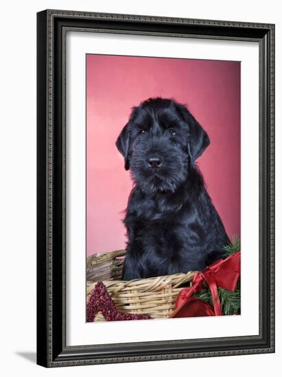 Giant Schnauzer in Christmas Basket-null-Framed Photographic Print