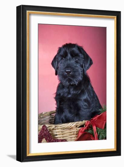 Giant Schnauzer in Christmas Basket-null-Framed Photographic Print