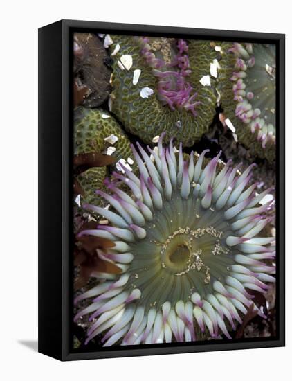 Giant Sea Anenomes at Second Beach, Olympic National Park, Washington, USA-null-Framed Premier Image Canvas