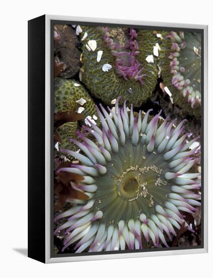 Giant Sea Anenomes at Second Beach, Olympic National Park, Washington, USA-null-Framed Premier Image Canvas