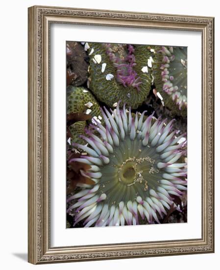 Giant Sea Anenomes at Second Beach, Olympic National Park, Washington, USA-null-Framed Photographic Print