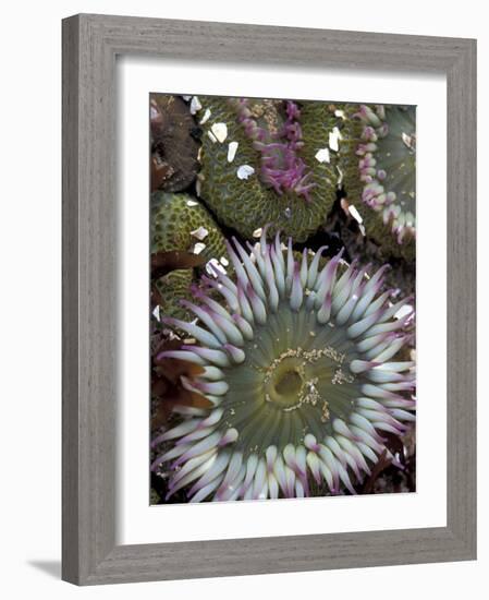 Giant Sea Anenomes at Second Beach, Olympic National Park, Washington, USA-null-Framed Photographic Print