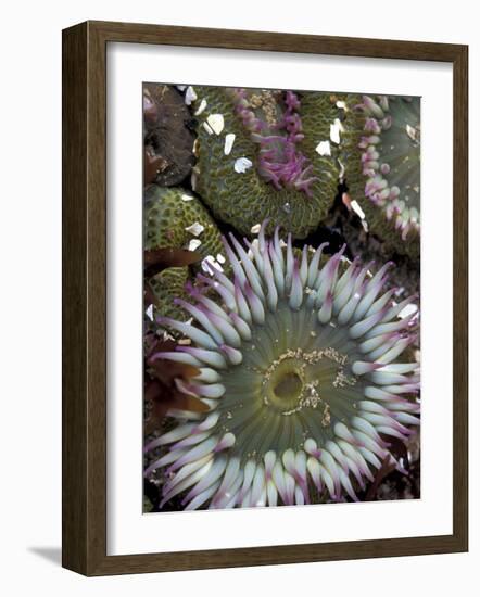 Giant Sea Anenomes at Second Beach, Olympic National Park, Washington, USA--Framed Photographic Print