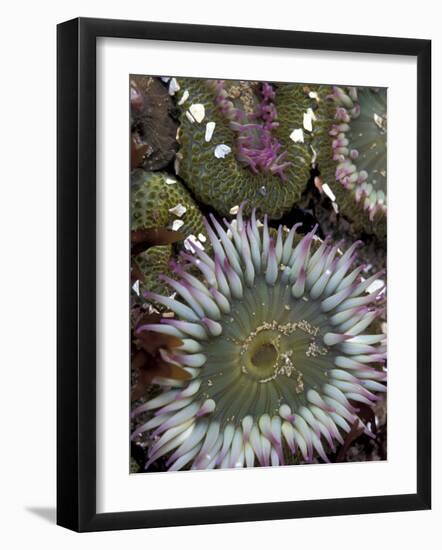 Giant Sea Anenomes at Second Beach, Olympic National Park, Washington, USA-null-Framed Photographic Print