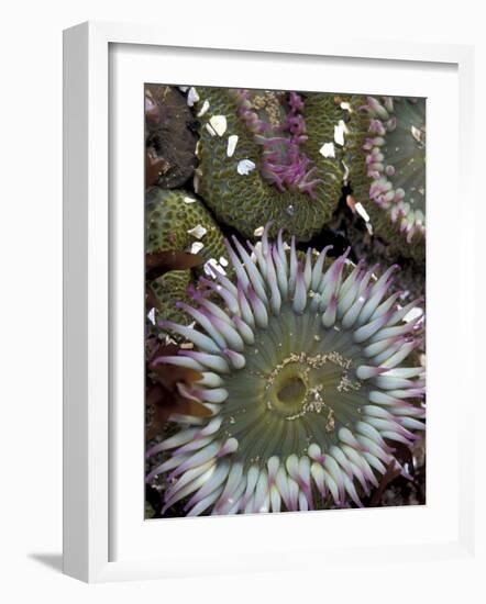 Giant Sea Anenomes at Second Beach, Olympic National Park, Washington, USA-null-Framed Photographic Print