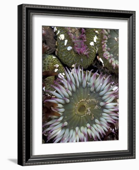 Giant Sea Anenomes at Second Beach, Olympic National Park, Washington, USA-null-Framed Photographic Print