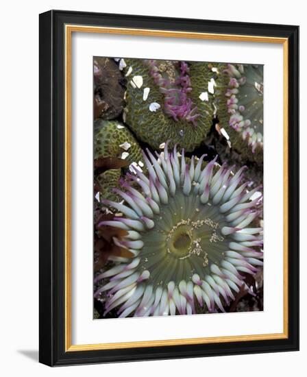 Giant Sea Anenomes at Second Beach, Olympic National Park, Washington, USA-null-Framed Photographic Print