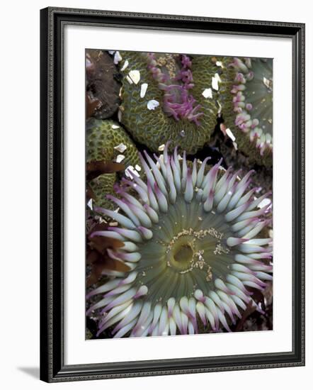 Giant Sea Anenomes at Second Beach, Olympic National Park, Washington, USA-null-Framed Photographic Print