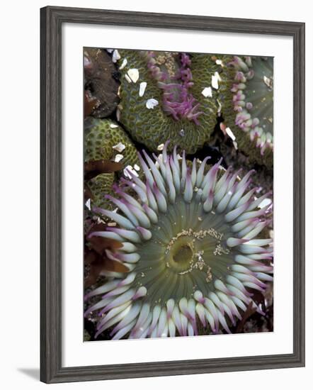 Giant Sea Anenomes at Second Beach, Olympic National Park, Washington, USA-null-Framed Photographic Print