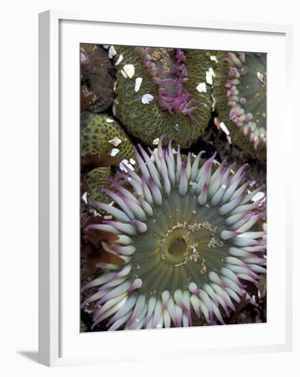 Giant Sea Anenomes at Second Beach, Olympic National Park, Washington, USA-null-Framed Photographic Print