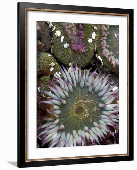 Giant Sea Anenomes at Second Beach, Olympic National Park, Washington, USA-null-Framed Photographic Print