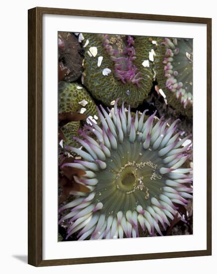 Giant Sea Anenomes at Second Beach, Olympic National Park, Washington, USA--Framed Photographic Print