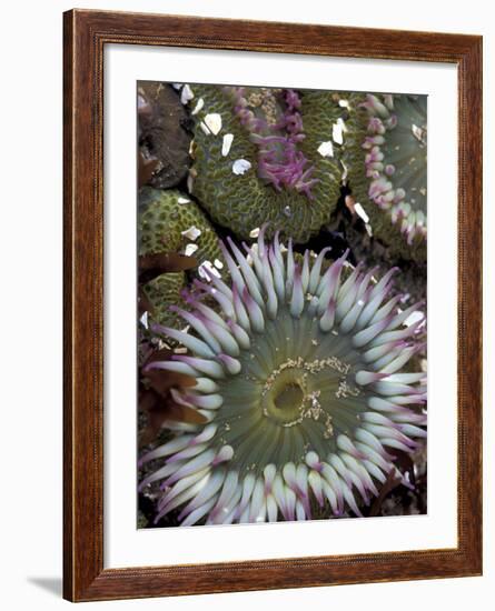 Giant Sea Anenomes at Second Beach, Olympic National Park, Washington, USA-null-Framed Photographic Print