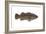 Giant Sea Bass (Stereolepsis Gigas), Fishes-Encyclopaedia Britannica-Framed Art Print