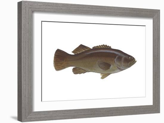 Giant Sea Bass (Stereolepsis Gigas), Fishes-Encyclopaedia Britannica-Framed Art Print