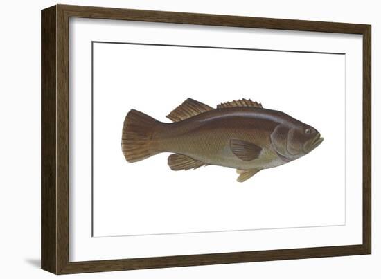 Giant Sea Bass (Stereolepsis Gigas), Fishes-Encyclopaedia Britannica-Framed Art Print