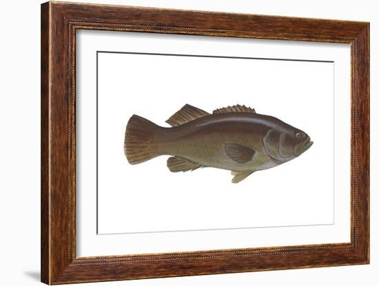 Giant Sea Bass (Stereolepsis Gigas), Fishes-Encyclopaedia Britannica-Framed Art Print