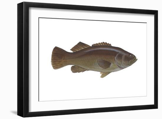 Giant Sea Bass (Stereolepsis Gigas), Fishes-Encyclopaedia Britannica-Framed Art Print