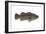 Giant Sea Bass (Stereolepsis Gigas), Fishes-Encyclopaedia Britannica-Framed Art Print