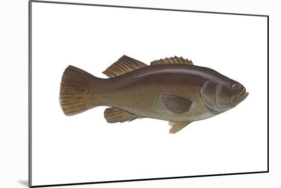 Giant Sea Bass (Stereolepsis Gigas), Fishes-Encyclopaedia Britannica-Mounted Art Print