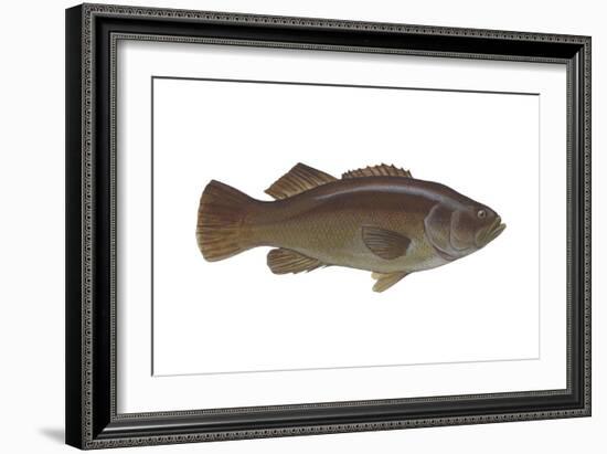 Giant Sea Bass (Stereolepsis Gigas), Fishes-Encyclopaedia Britannica-Framed Art Print