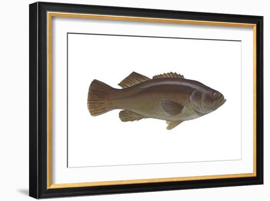 Giant Sea Bass (Stereolepsis Gigas), Fishes-Encyclopaedia Britannica-Framed Art Print