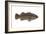 Giant Sea Bass (Stereolepsis Gigas), Fishes-Encyclopaedia Britannica-Framed Art Print