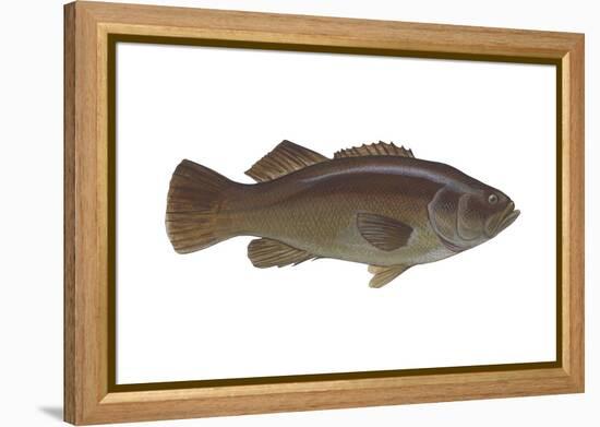 Giant Sea Bass (Stereolepsis Gigas), Fishes-Encyclopaedia Britannica-Framed Stretched Canvas