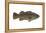 Giant Sea Bass (Stereolepsis Gigas), Fishes-Encyclopaedia Britannica-Framed Stretched Canvas