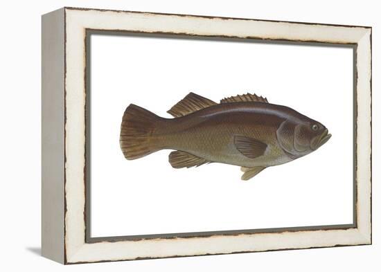 Giant Sea Bass (Stereolepsis Gigas), Fishes-Encyclopaedia Britannica-Framed Stretched Canvas