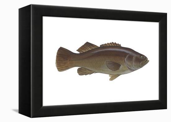 Giant Sea Bass (Stereolepsis Gigas), Fishes-Encyclopaedia Britannica-Framed Stretched Canvas