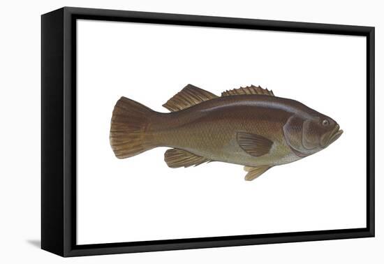 Giant Sea Bass (Stereolepsis Gigas), Fishes-Encyclopaedia Britannica-Framed Stretched Canvas