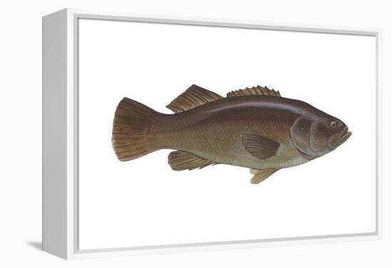 Giant Sea Bass (Stereolepsis Gigas), Fishes-Encyclopaedia Britannica-Framed Stretched Canvas