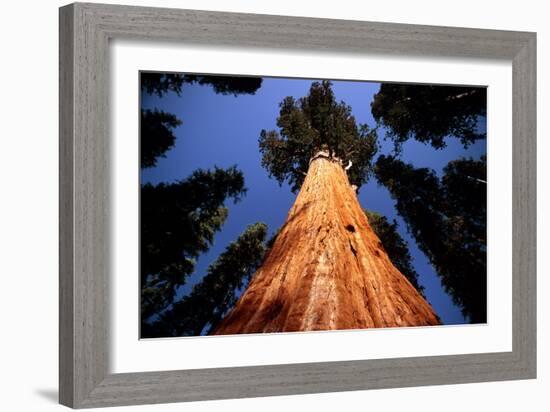 Giant Sequoia 'General Sherman'-David Nunuk-Framed Photographic Print