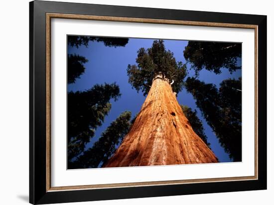 Giant Sequoia 'General Sherman'-David Nunuk-Framed Photographic Print