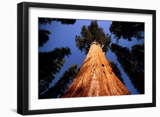 Giant Sequoia 'General Sherman'-David Nunuk-Framed Photographic Print