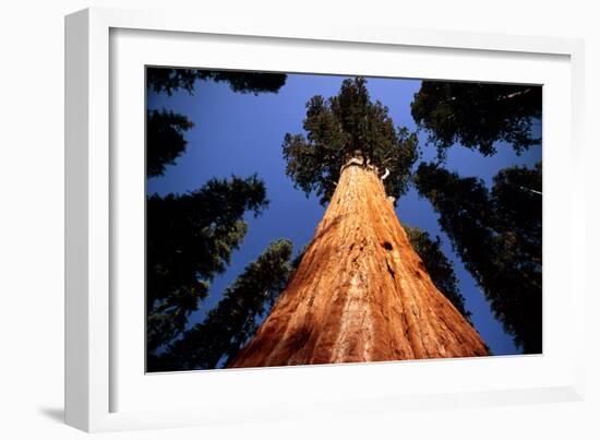 Giant Sequoia 'General Sherman'-David Nunuk-Framed Photographic Print