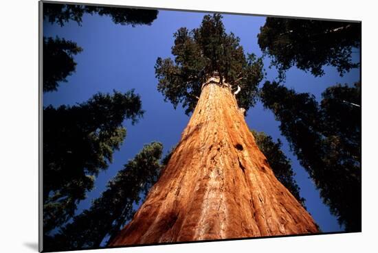 Giant Sequoia 'General Sherman'-David Nunuk-Mounted Photographic Print