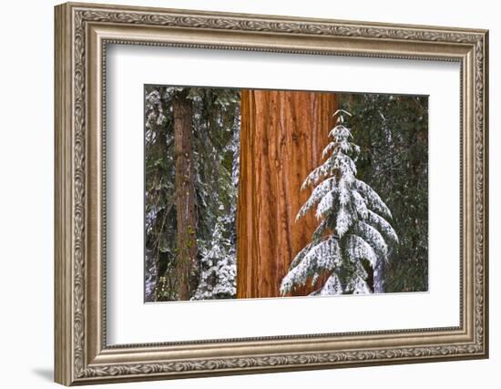 Giant Sequoia in winter, Giant Forest, Sequoia National Park, California, USA-Russ Bishop-Framed Photographic Print