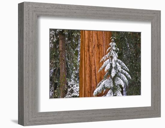 Giant Sequoia in winter, Giant Forest, Sequoia National Park, California, USA-Russ Bishop-Framed Photographic Print